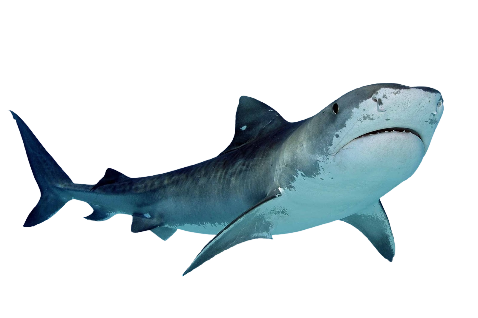 Baby Shark PNG Clipart Background HD