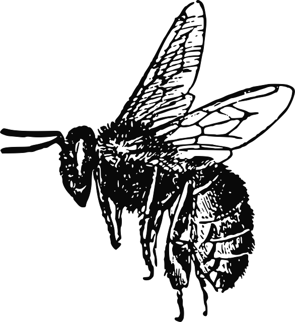 Bee Drawings PNG Images HD