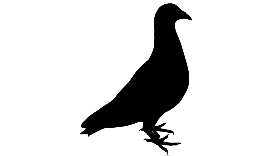 Black Pigeon PNG HD Images