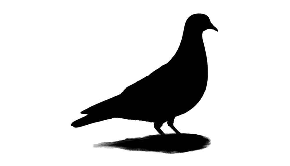 Black Pigeon PNG Images HD