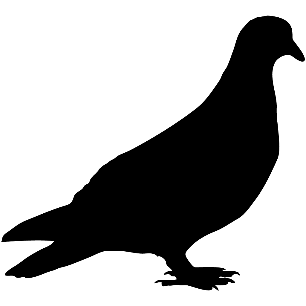 Black Pigeon PNG Photos
