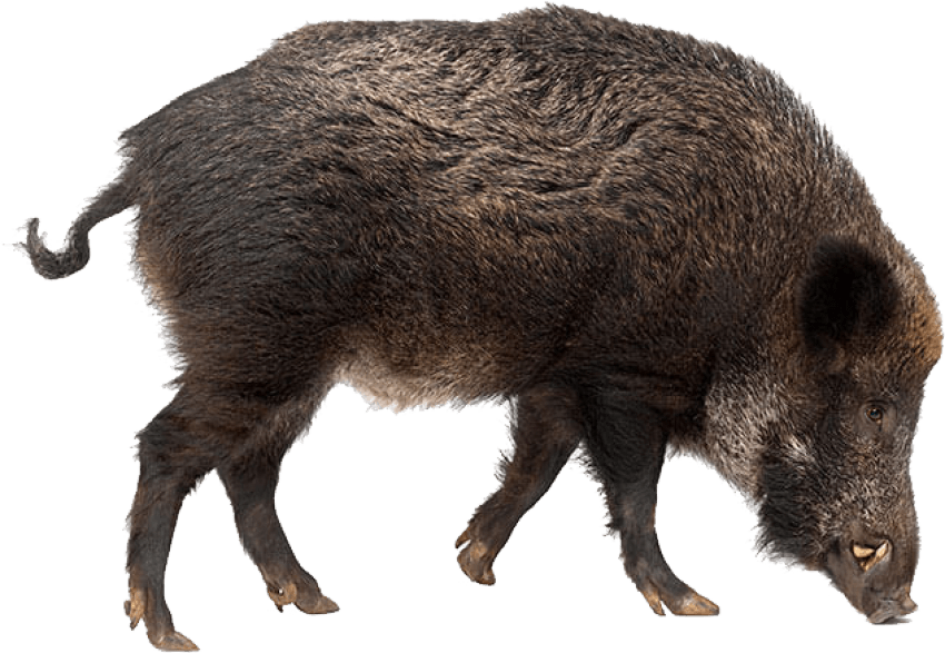 Boar PNG HD Images