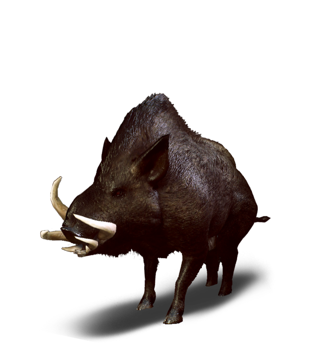 Boar PNG Photo Image