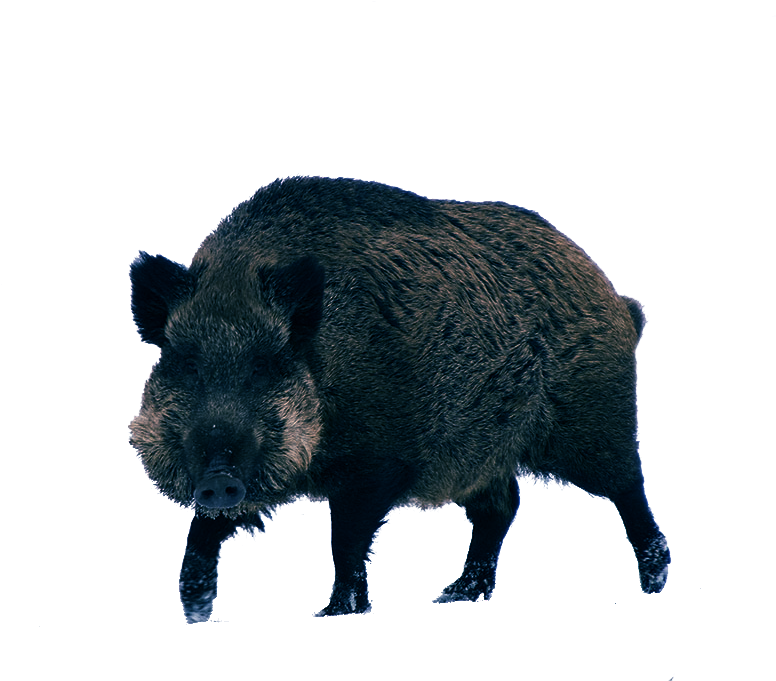 Boar Transparent Images Clip Art
