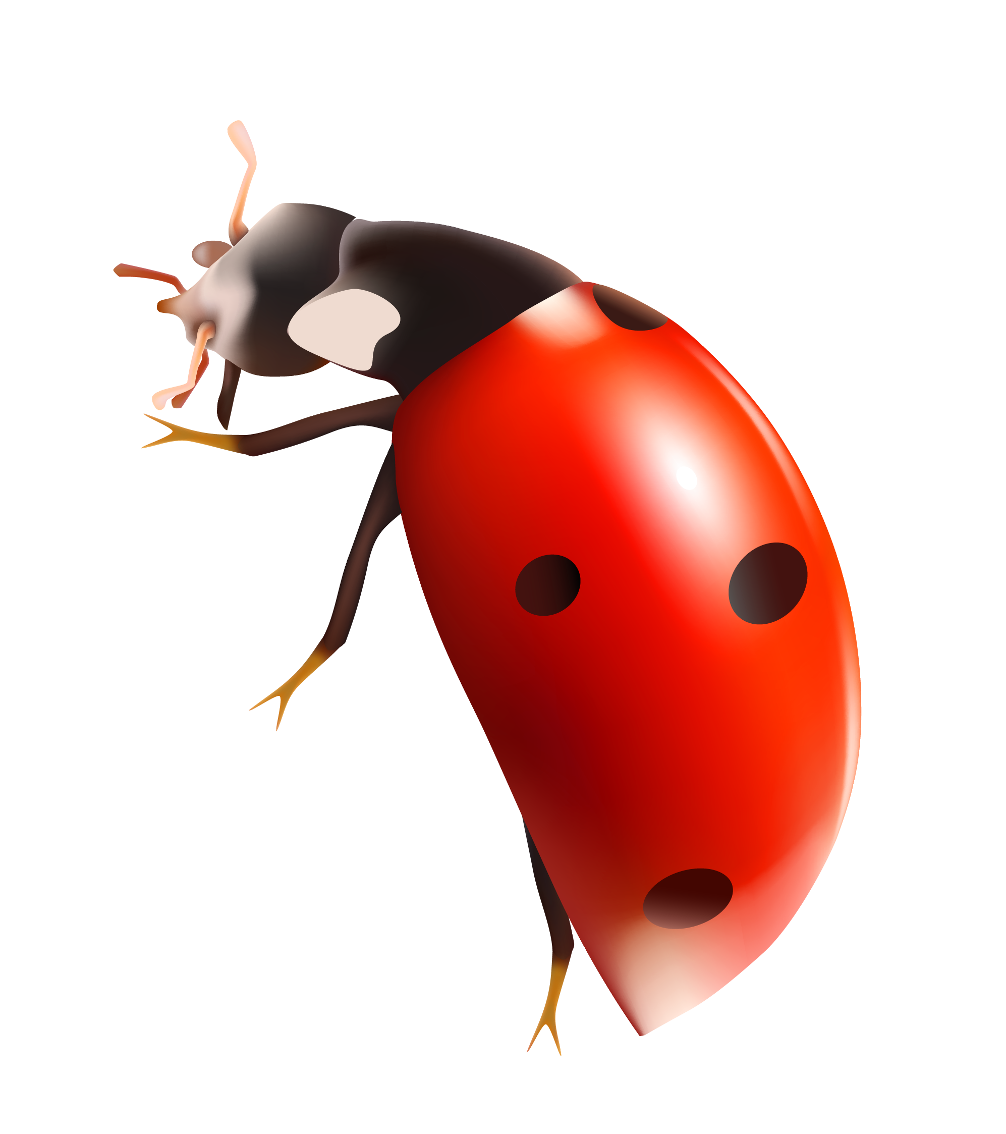 Bugs Background PNG