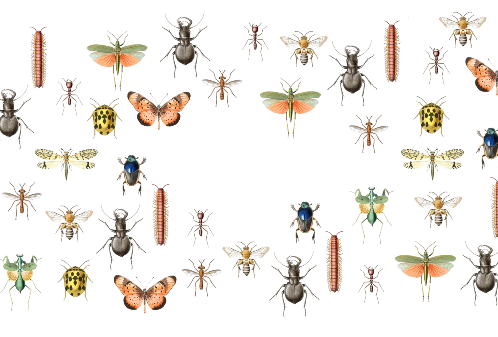 Bugs No Background