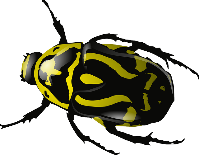 Bugs PNG Background