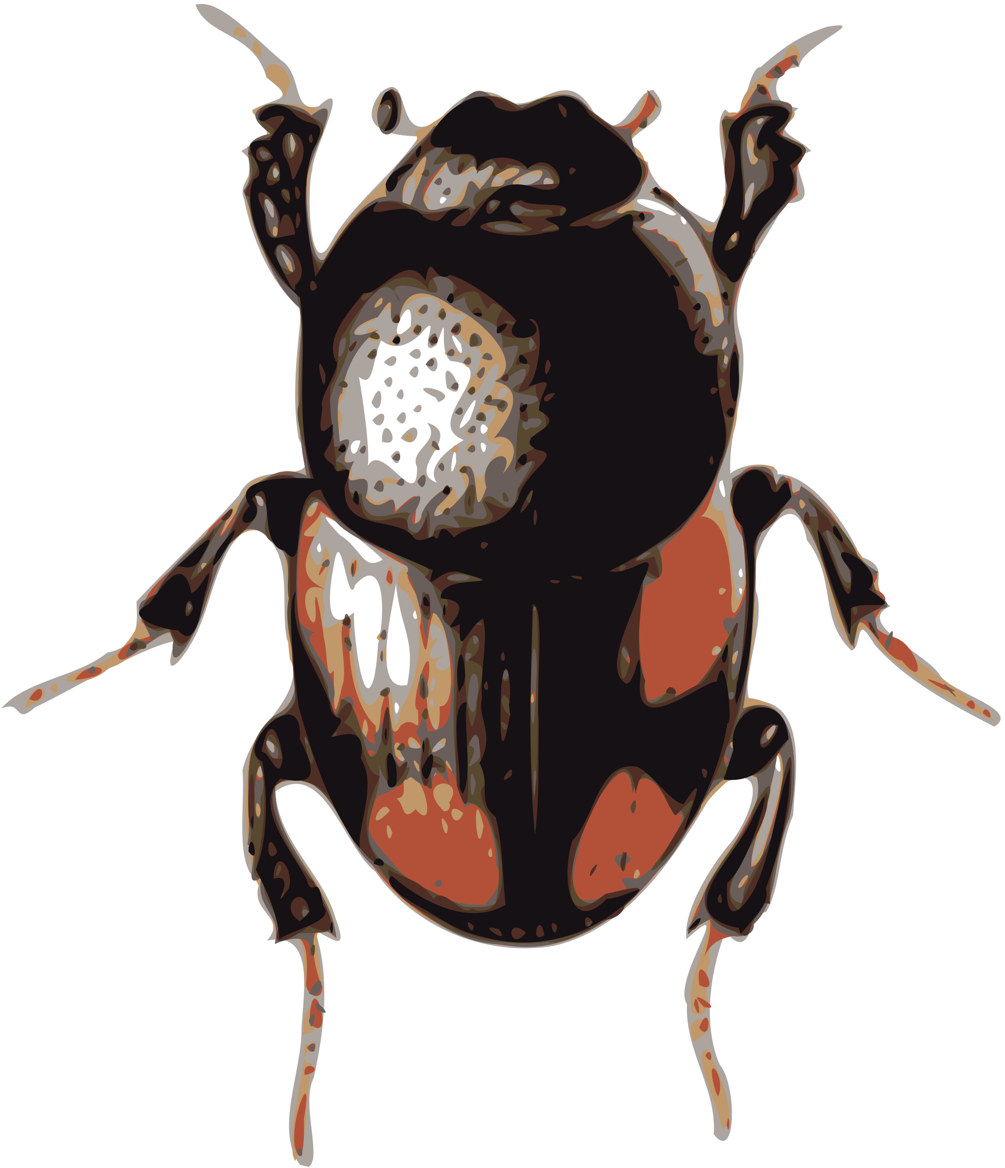 Bugs PNG HD Quality