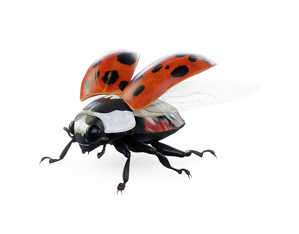 Bugs PNG Images HD