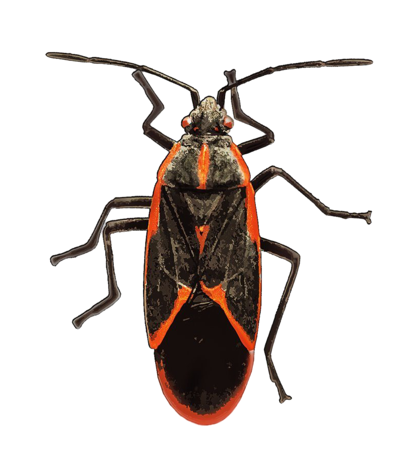 Bugs PNG Pic Background