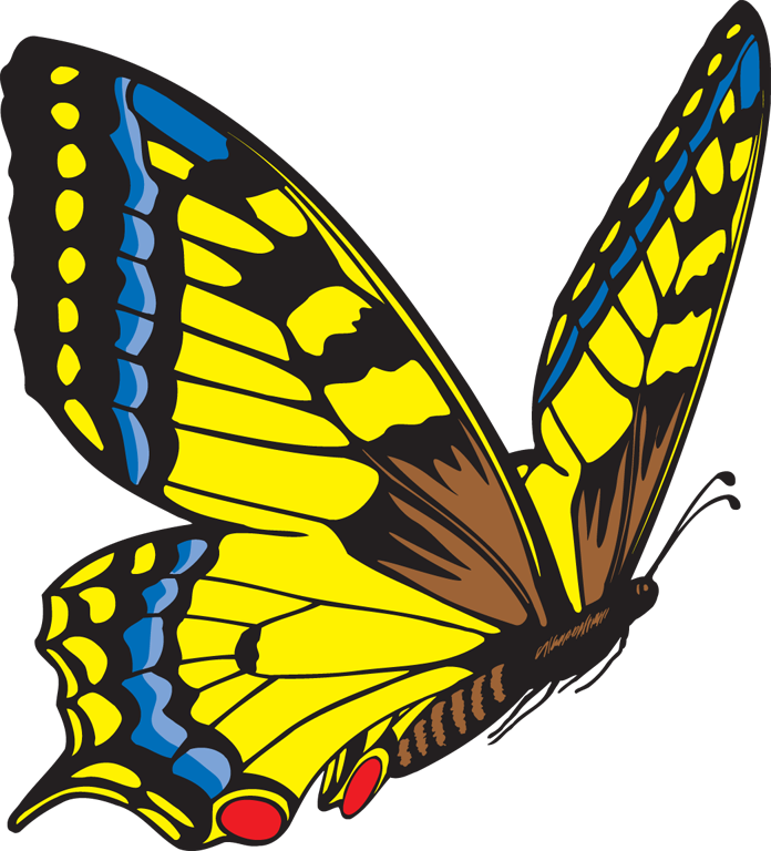 Butterfly Clip Art Transparent Images