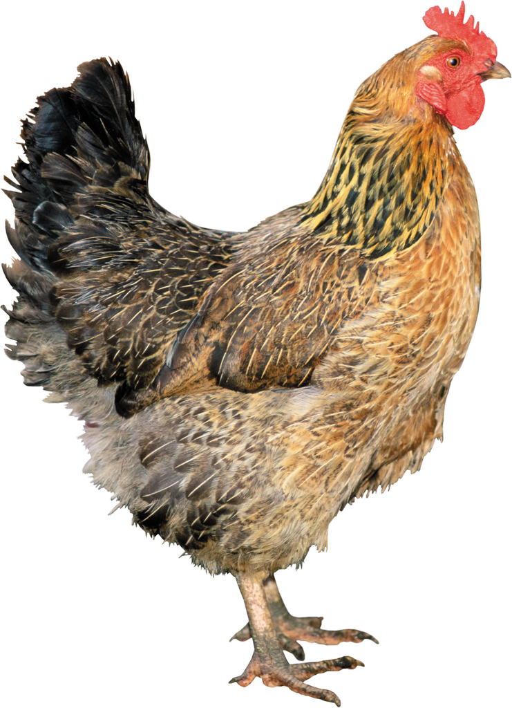 Chicken Bird Background PNG Clip Art Image