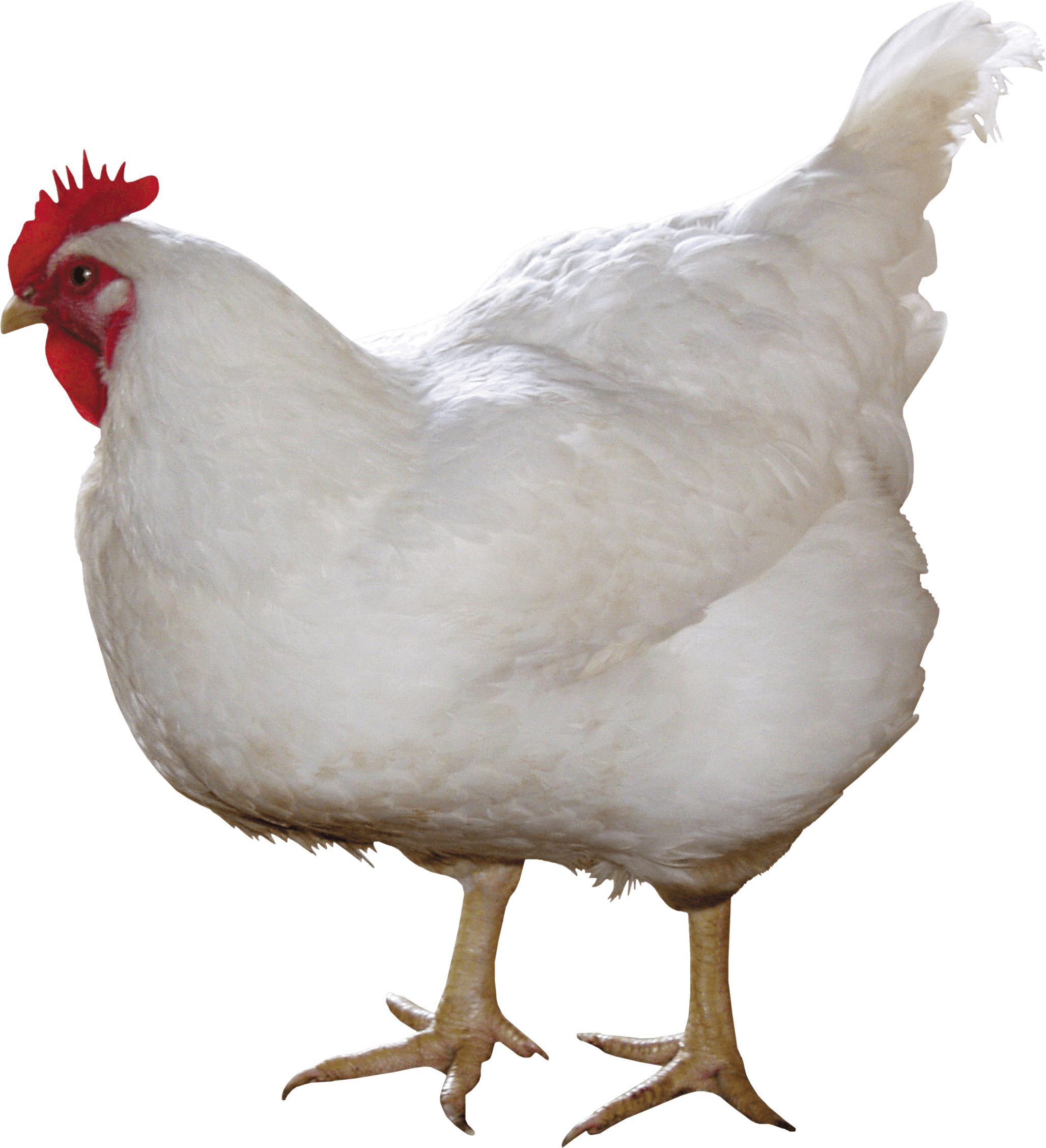 Chicken Bird Background PNG