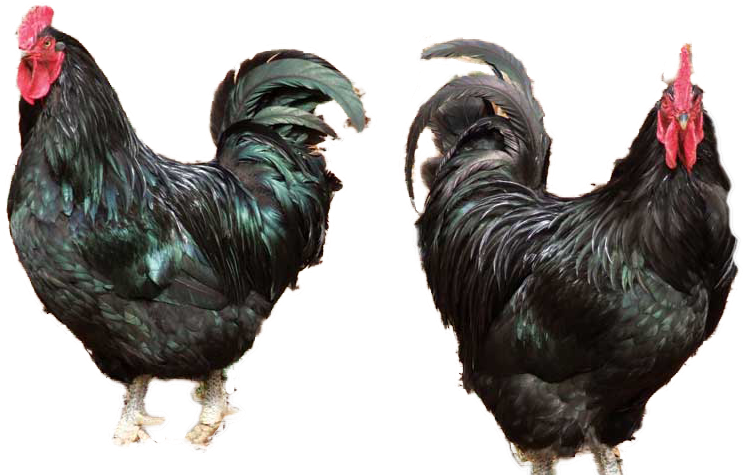 Chicken Bird Download Free PNG