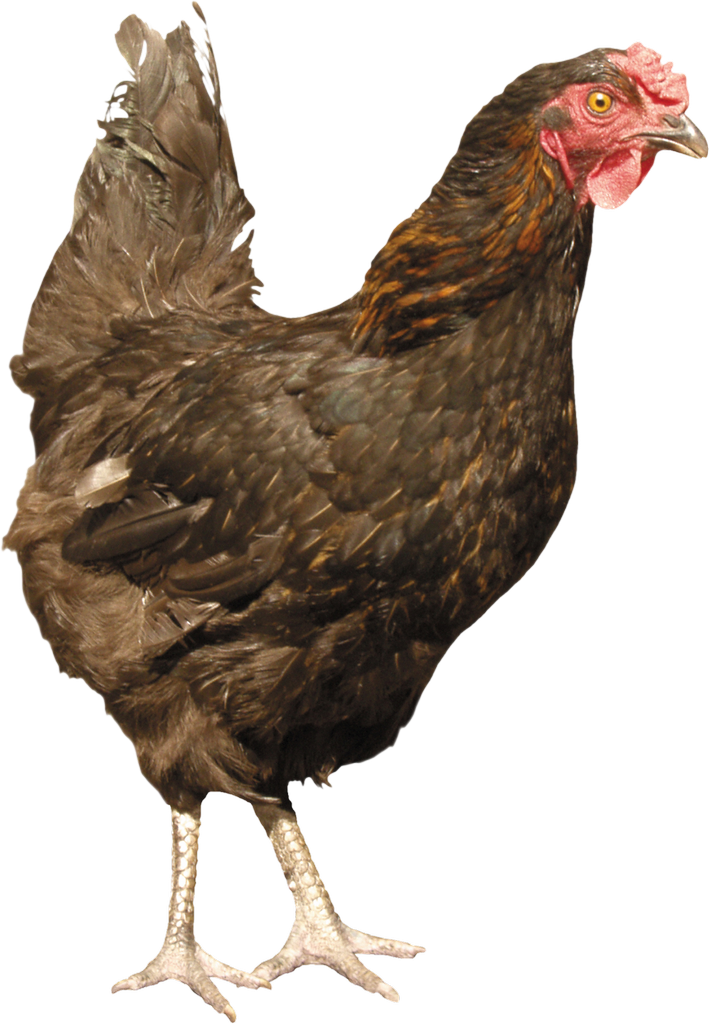 Chicken Bird PNG Background Clip Art