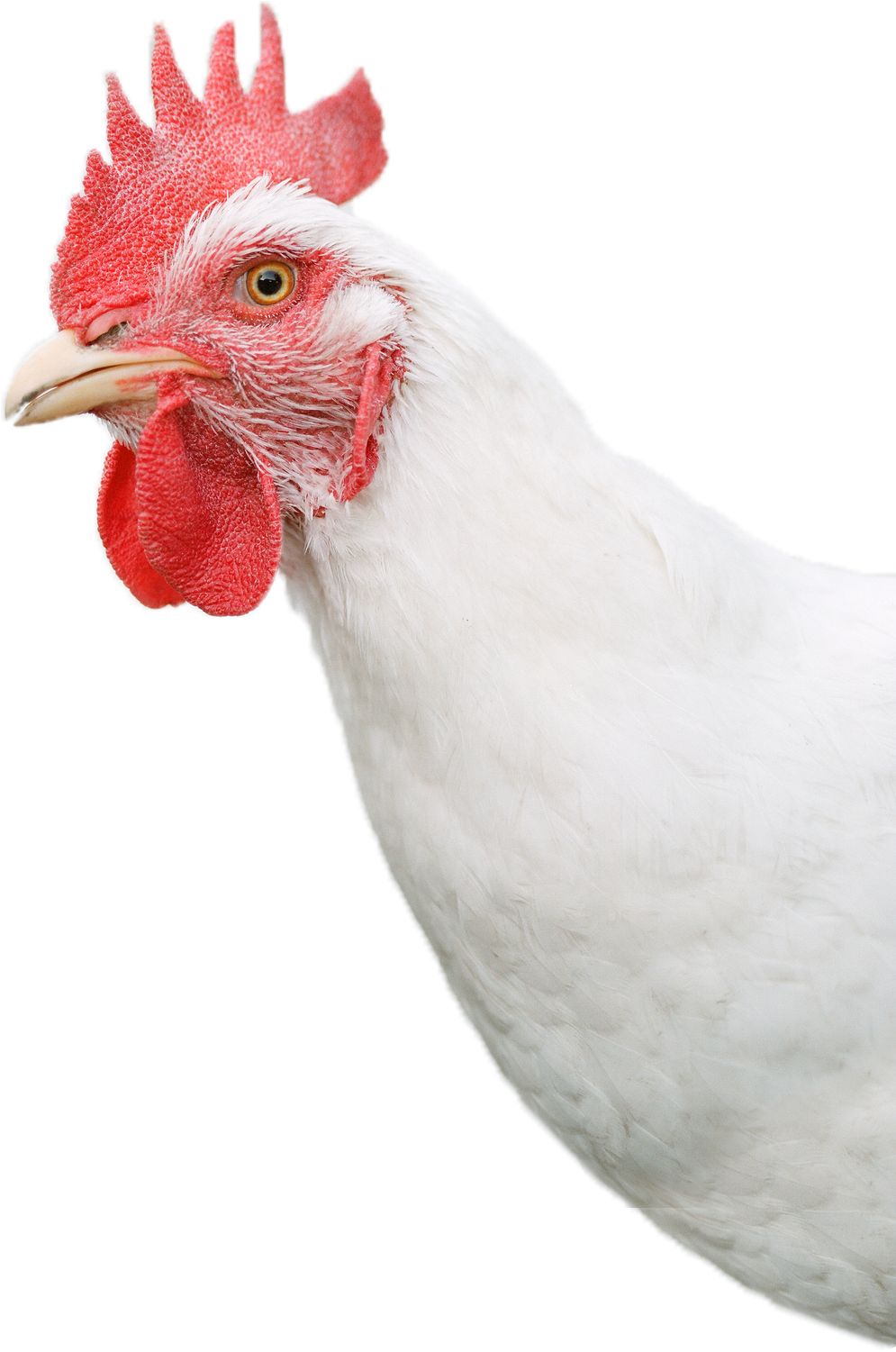 Chicken Bird PNG Background
