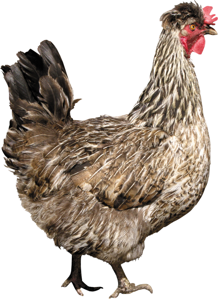 Chicken Bird PNG Clip Art HD Quality