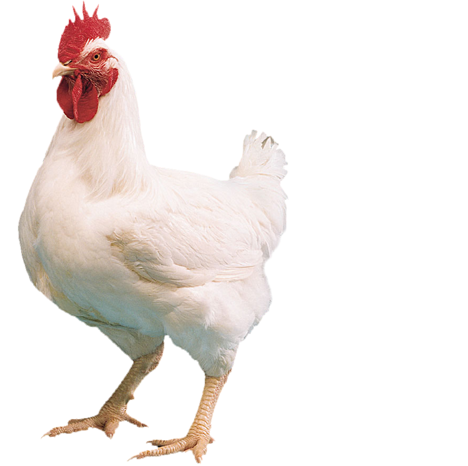 Chicken Bird PNG HD Free File Download