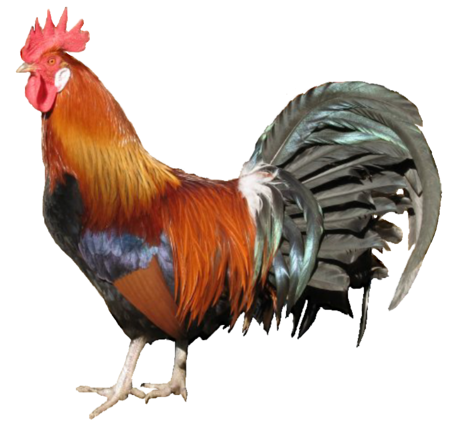 Chicken Bird PNG HD Quality