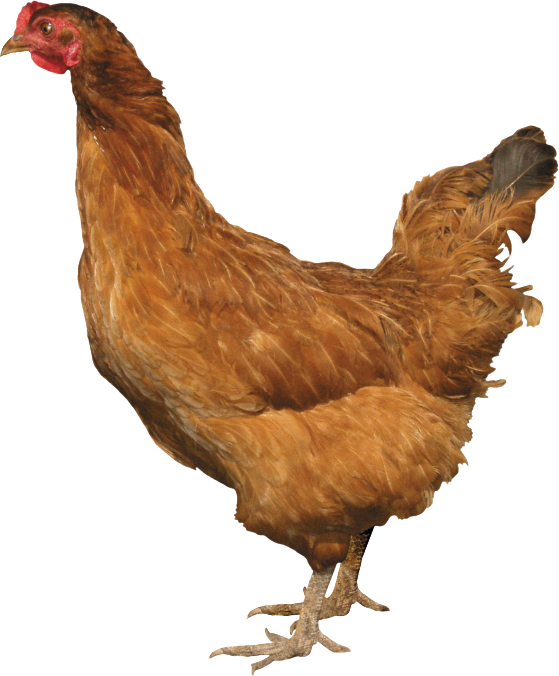 Chicken Bird Transparent Clip Art Image