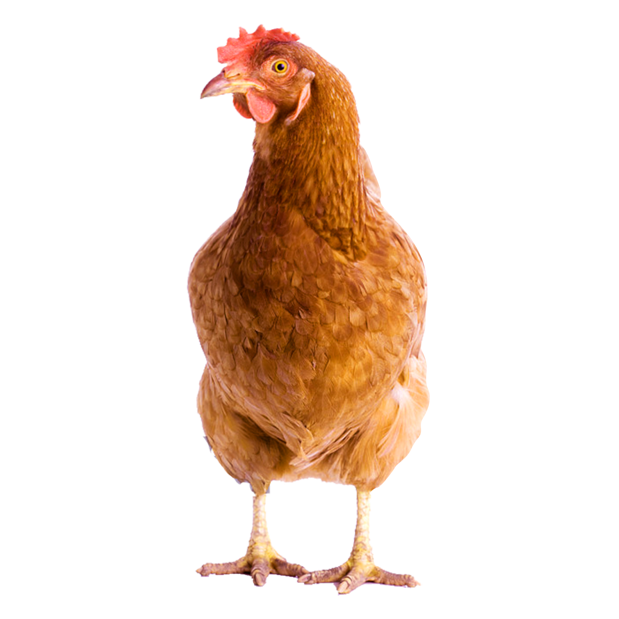 Chicken Bird Transparent PNG