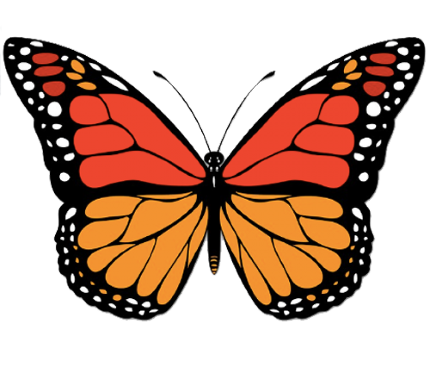 Clip Art Butterfly Free Picture PNG