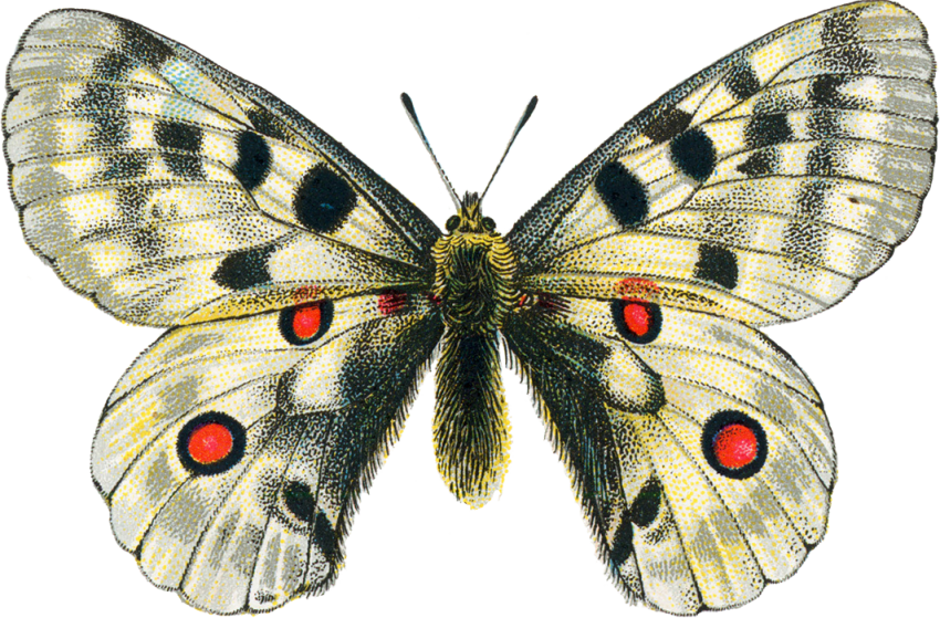 Clip Art Butterfly PNG Images HD