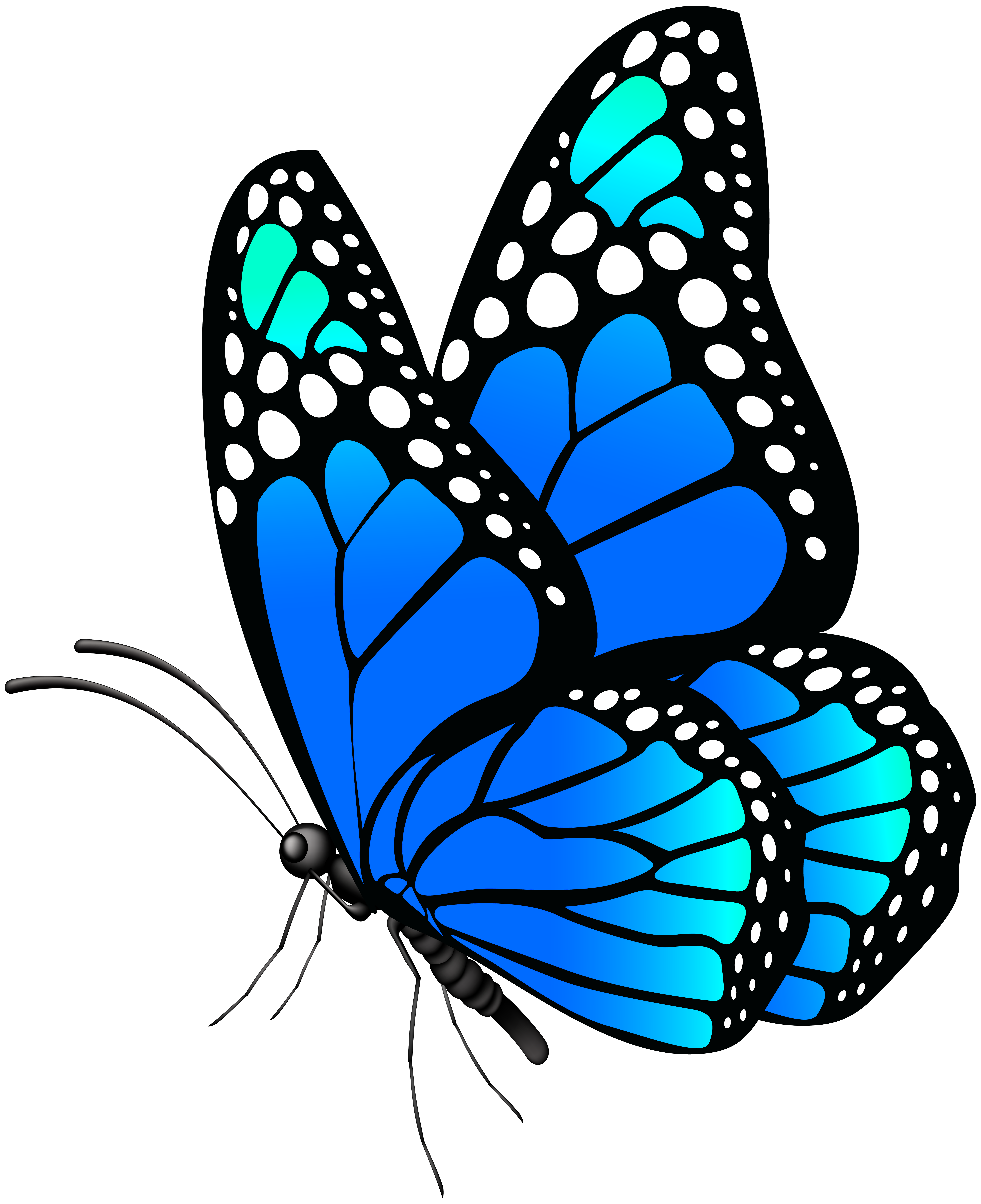 Clip Art Butterfly Transparent Background