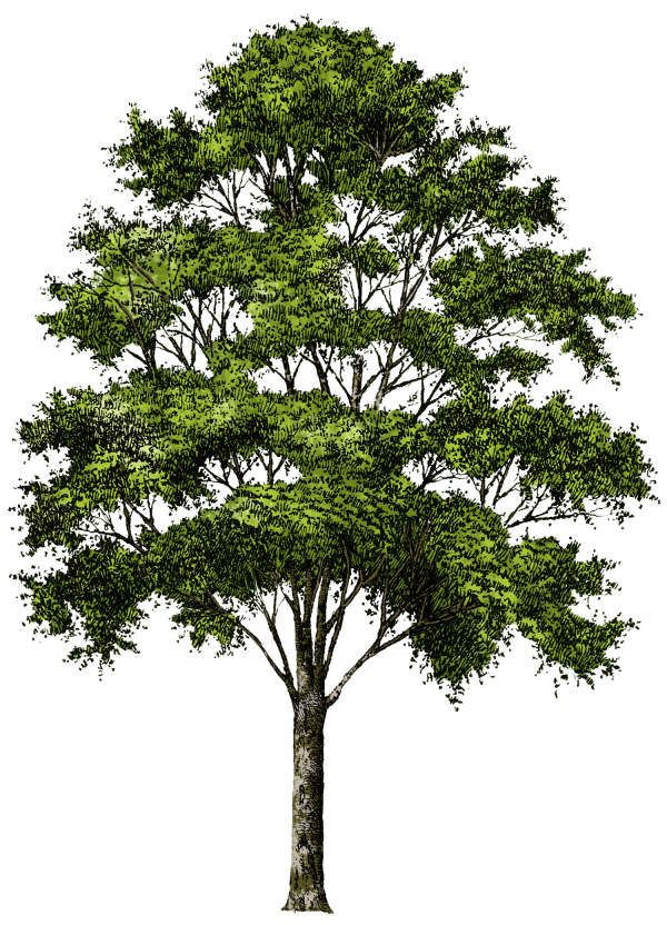 Clip Art Tree Download Free PNG