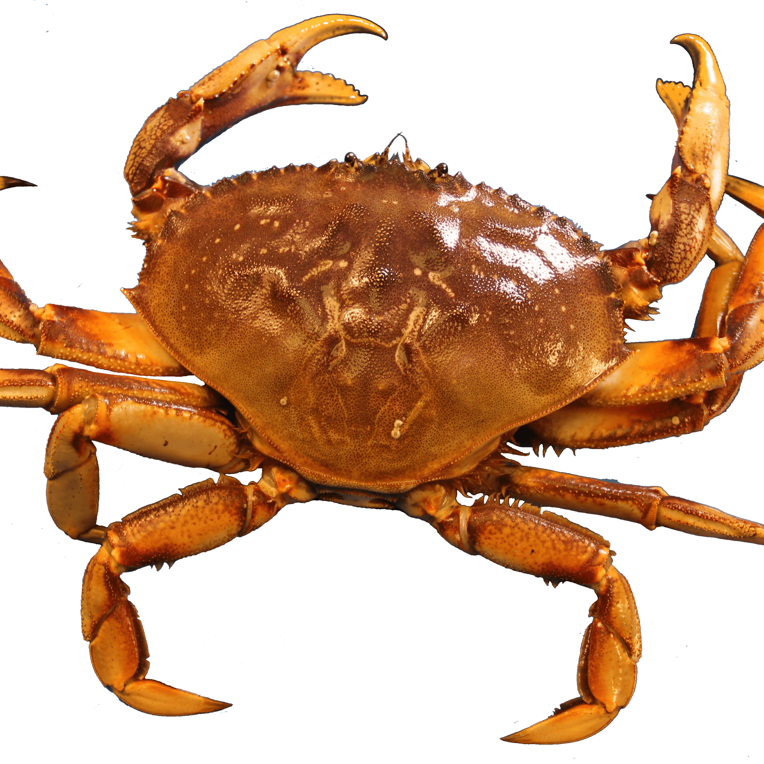 Crab Background PNG Clip Art Image
