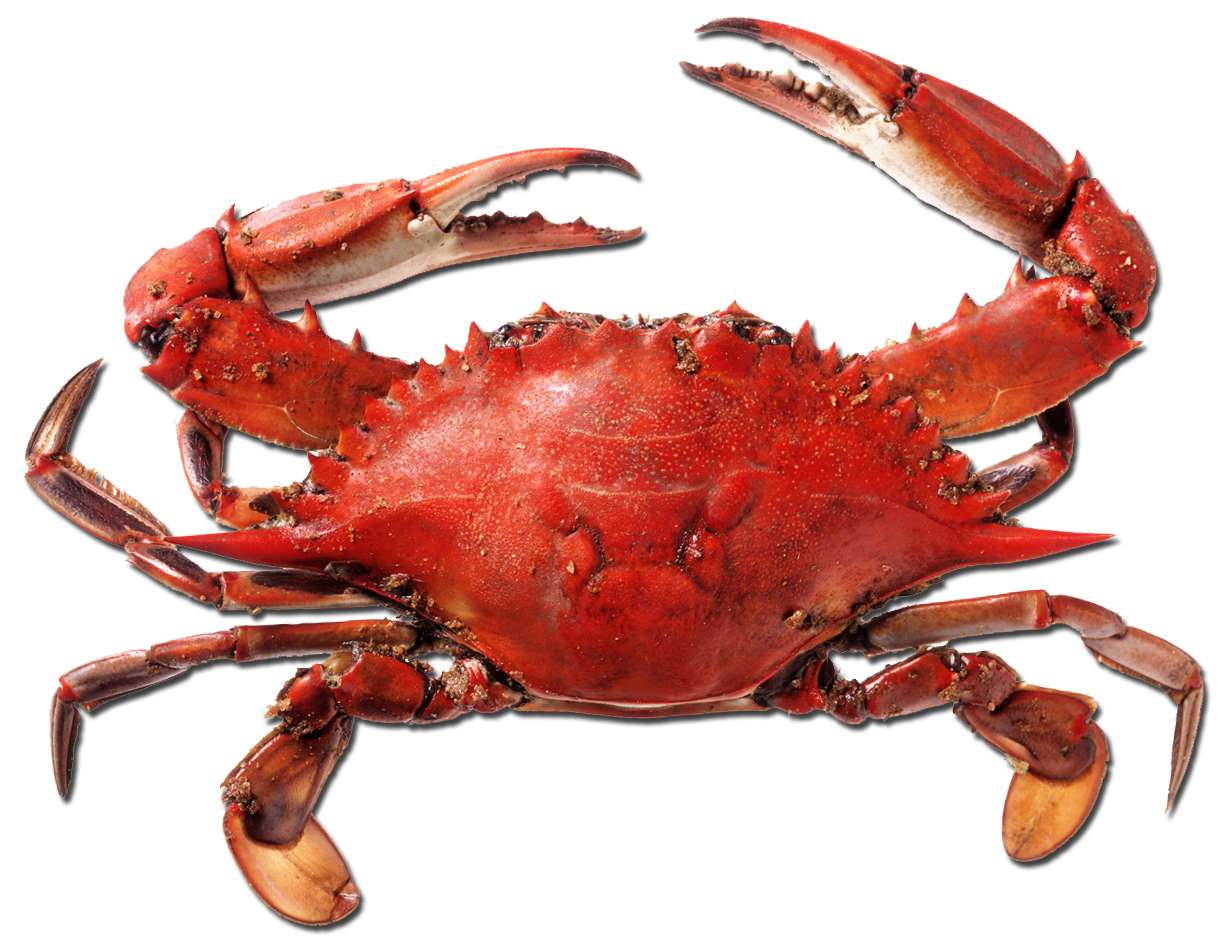 Crab Background PNG Clip Art