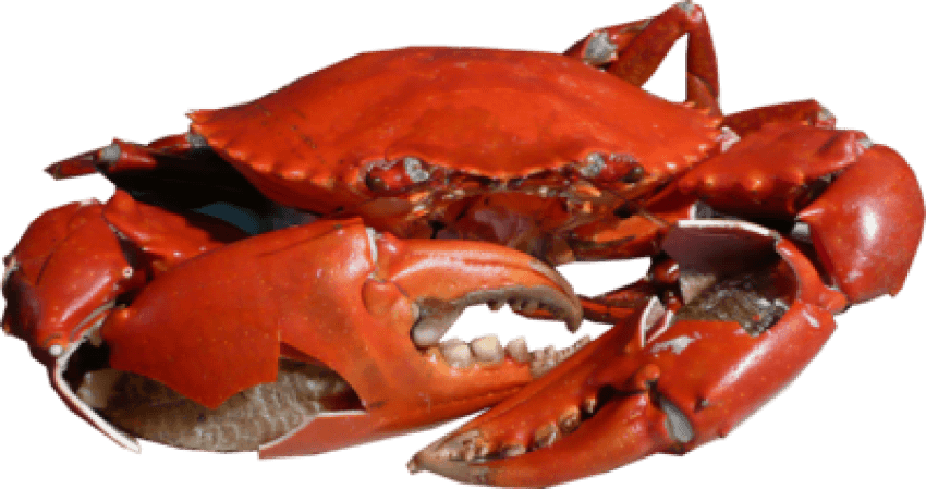 Crab Background PNG Image