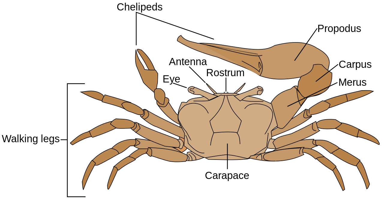 Crab Download Free PNG Clip Art