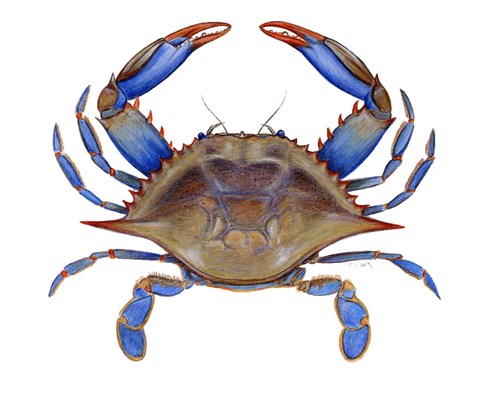 Crab Free PNG Clip Art