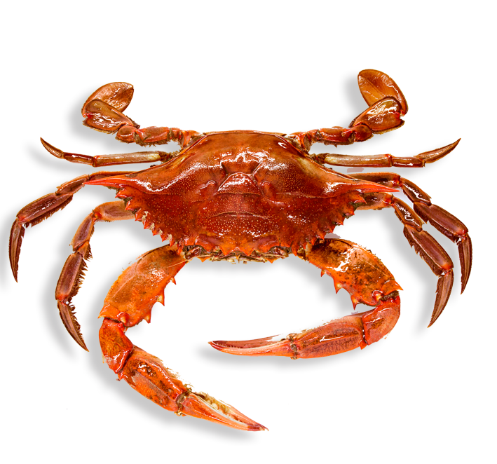 Crab No Background