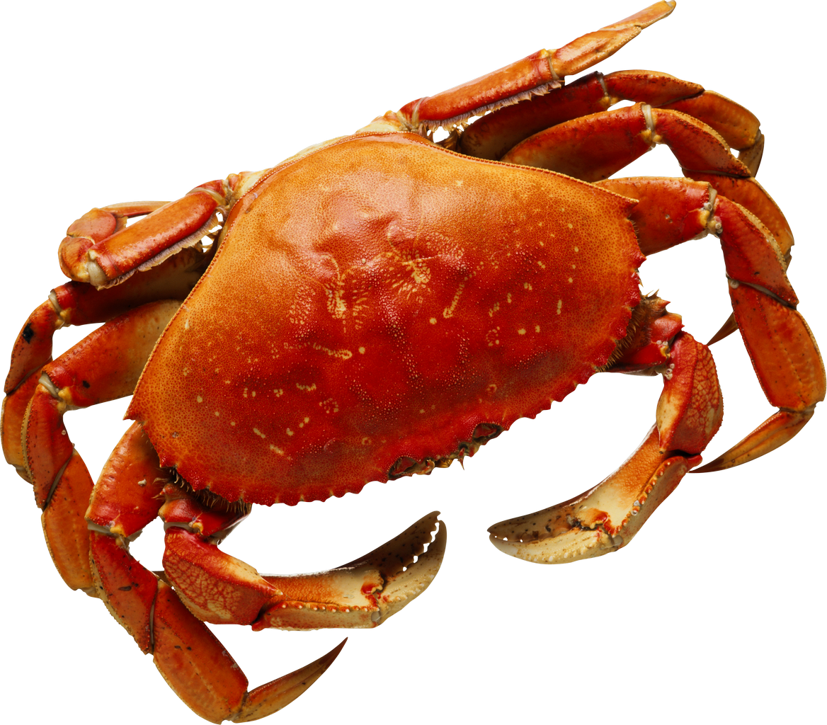 Crab PNG Clipart Background