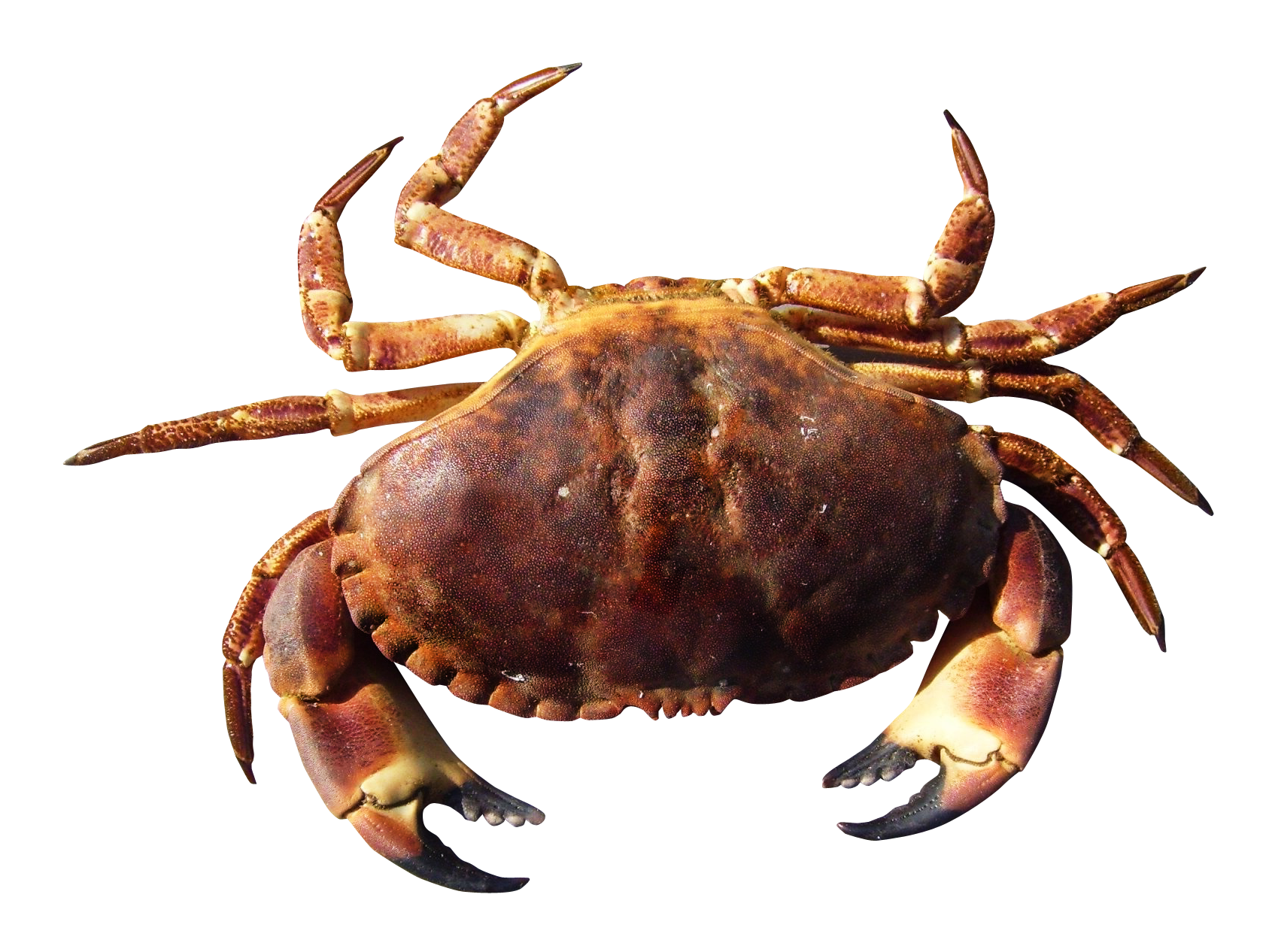 Crab PNG HD Quality