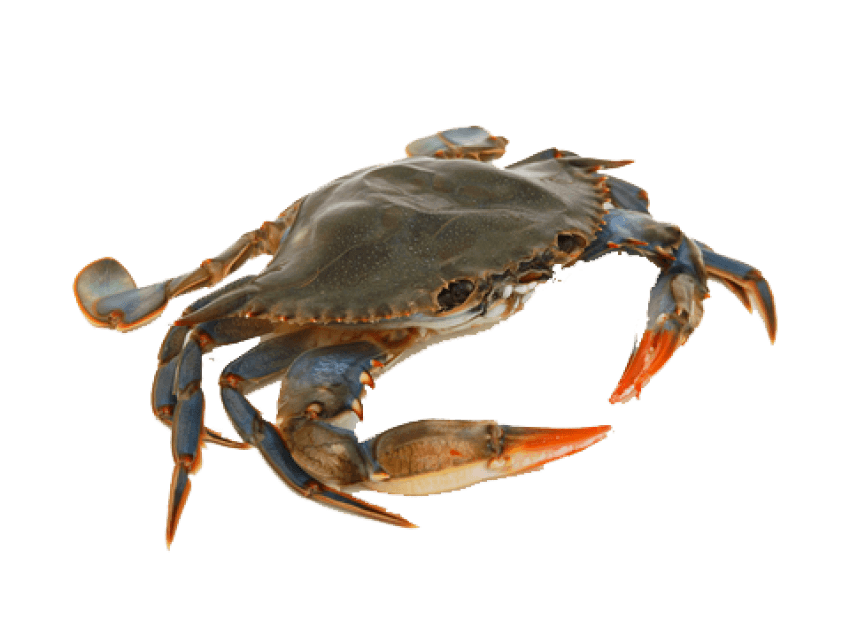 Crab PNG Images HD