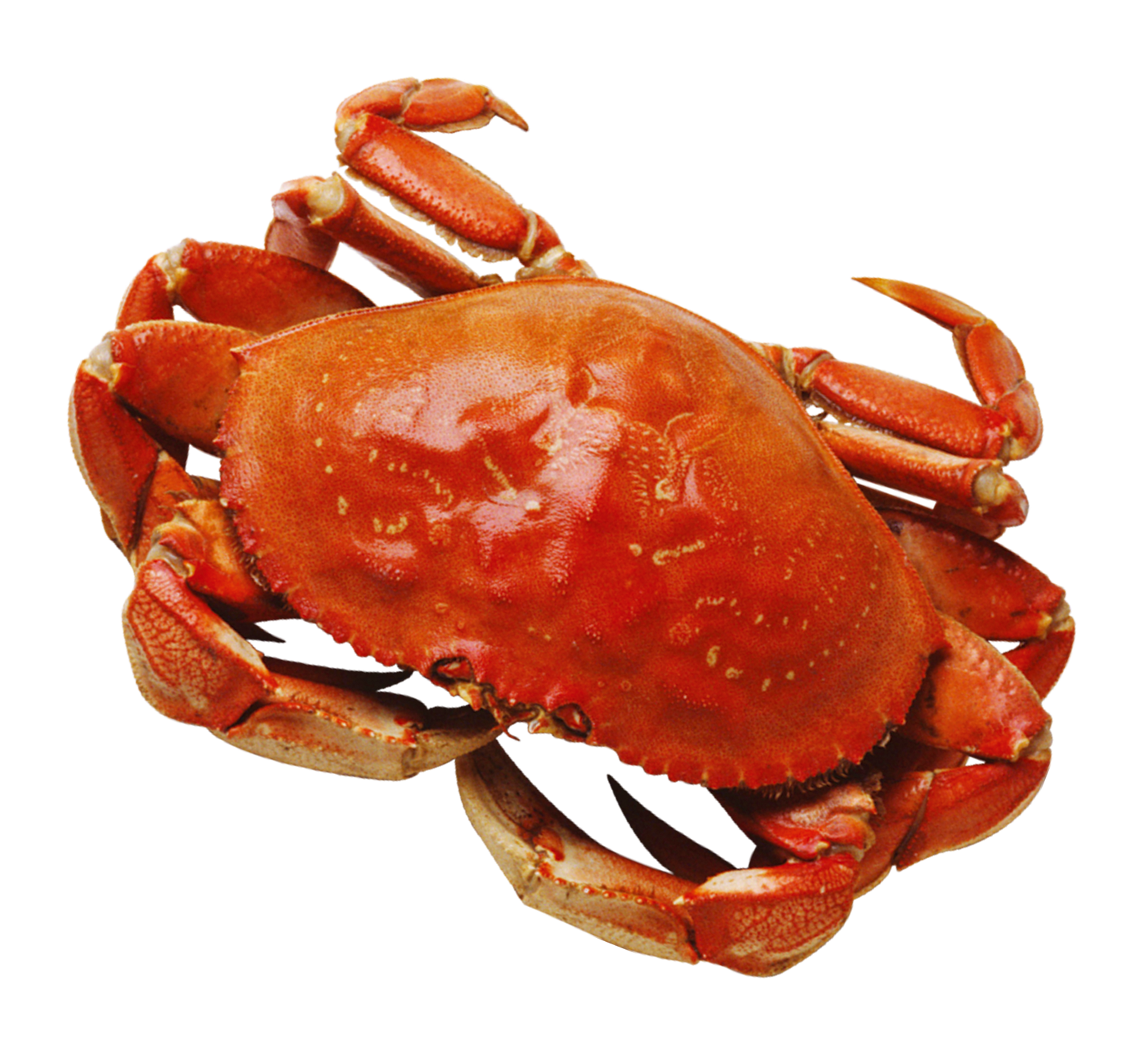 Crab PNG Photo Clip Art Image