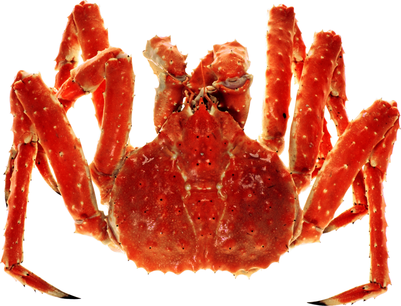Crab PNG Photo Image