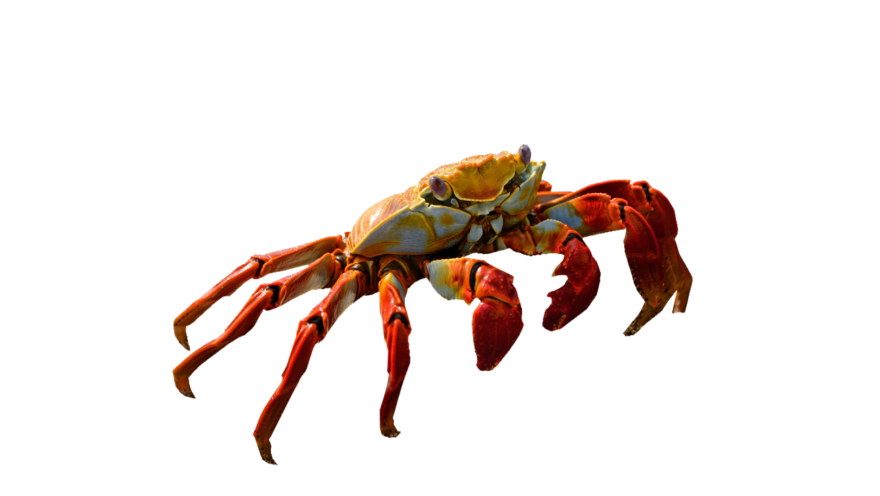 Crab Transparent File
