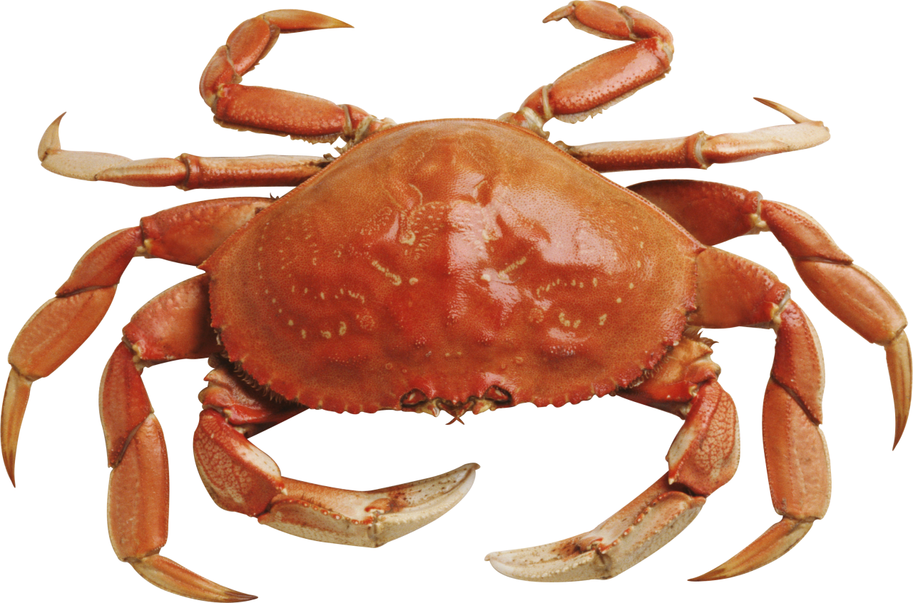 Crab Transparent Free PNG Clip Art