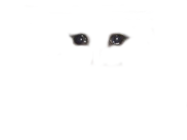 Crying Cat Meme PNG Free File Download