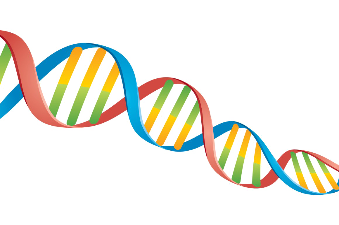 DNA Clip Art Transparent File