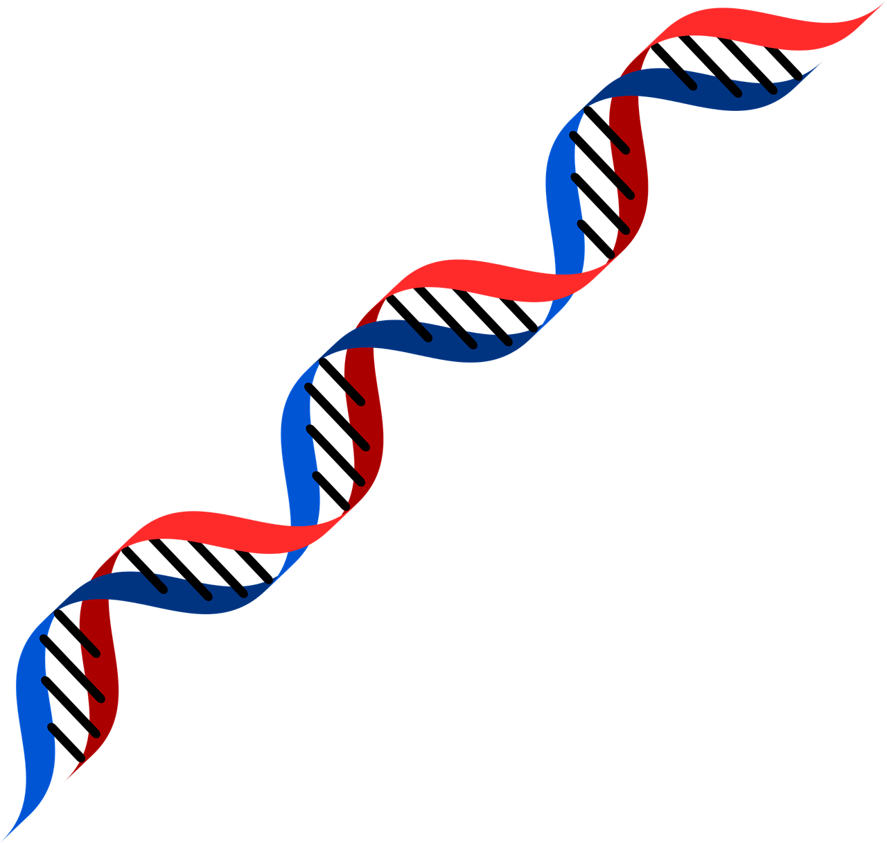 DNA Transparent File