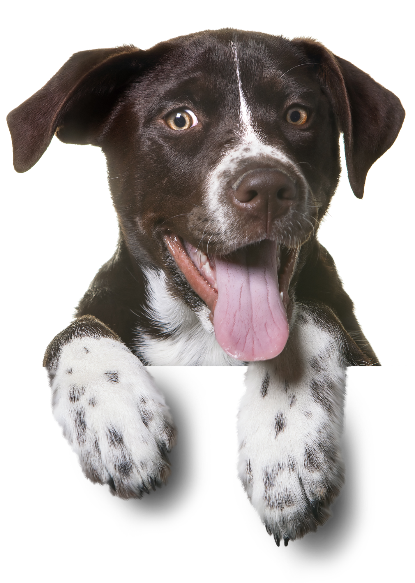 Dog PNG Images HD