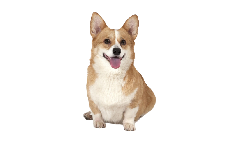 Dog PNG Pic Background
