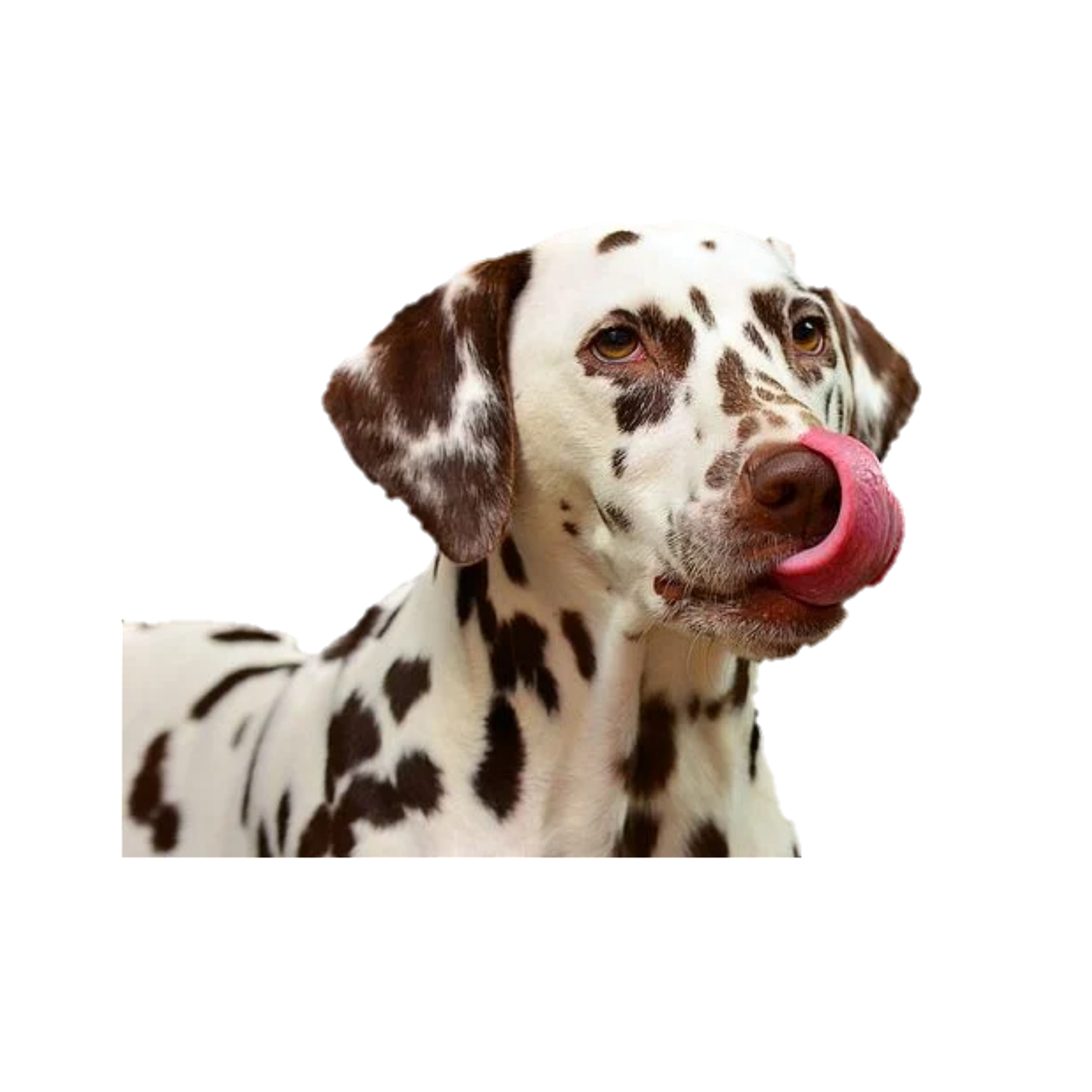 Dog PNG Pic Clip Art Background