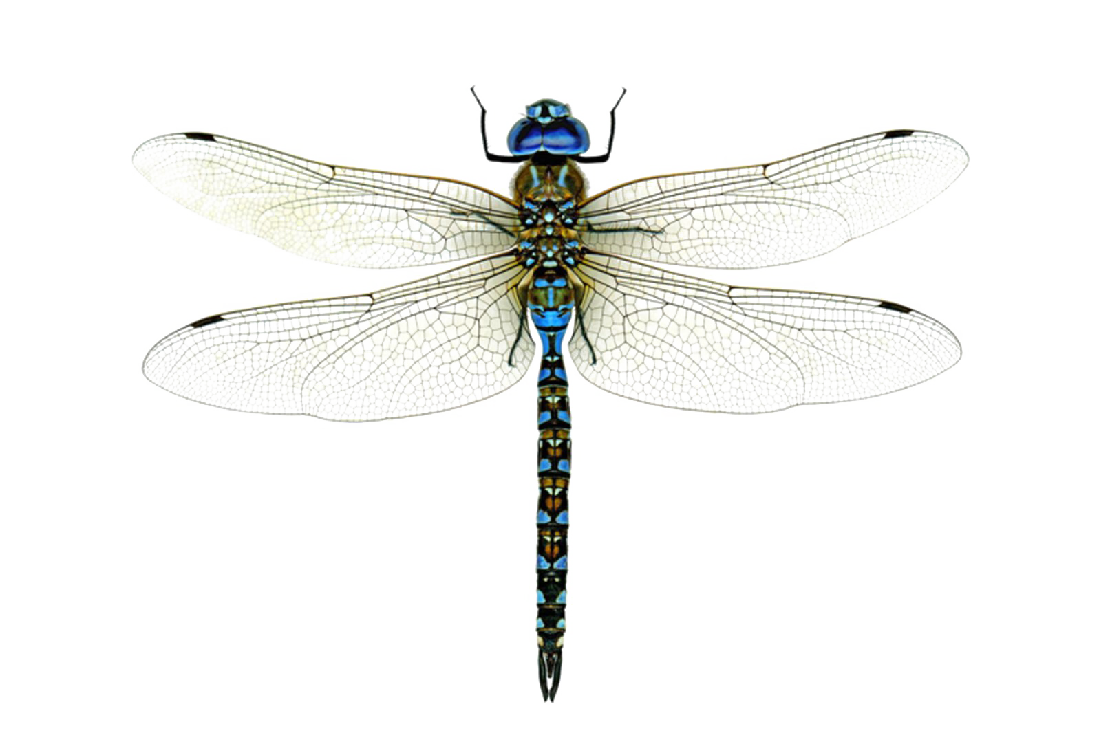 Dragonfly PNG Clipart Background HD