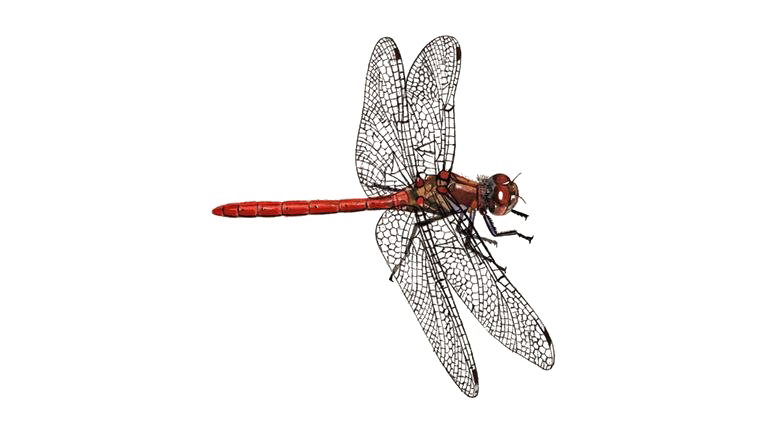 Dragonfly PNG Clipart Background